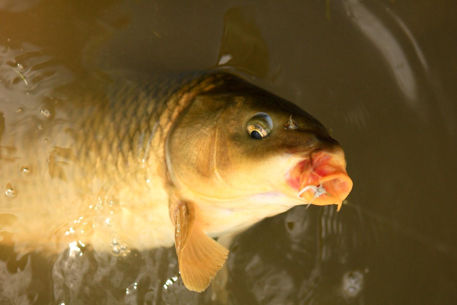 So good :) - carp-fly-fishing-3-of-3.JPG